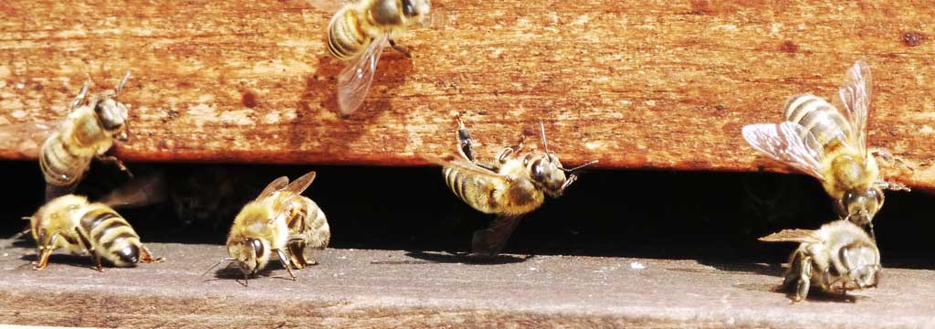 einflugschneisse-bienen