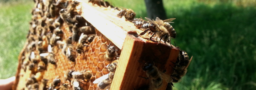 wabenelement-viele-bienen