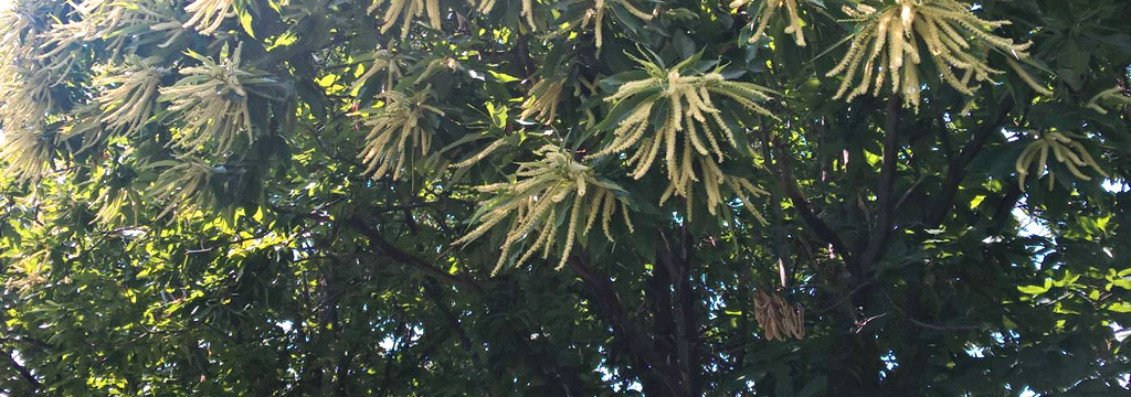 kastanienbaum