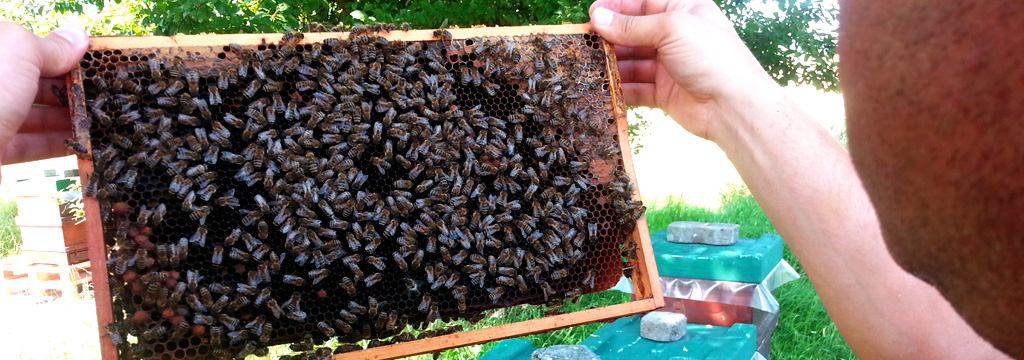 wimmelbild-bienen